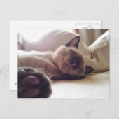 Carte Postale Laisser dormir des chatons (Devant / Derrière)