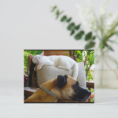 Carte Postale Laissez les chats endormis (Debout devant)
