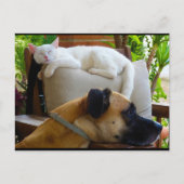 Carte Postale Laissez les chats endormis (Devant)