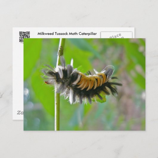 Carte Postale Lait Tussock Moth Caterpillar Items (Devant / Derrière)