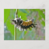 Carte Postale Lait Tussock Moth Caterpillar Items (Devant)