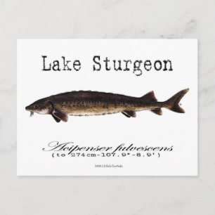 Carte postale Lake-White