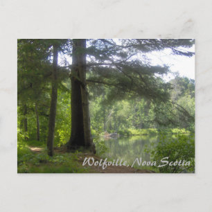 Carte Postale Lakeside Woodland