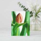 carte postale lala Tulip (Debout devant)