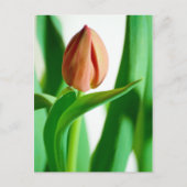carte postale lala Tulip (Devant)