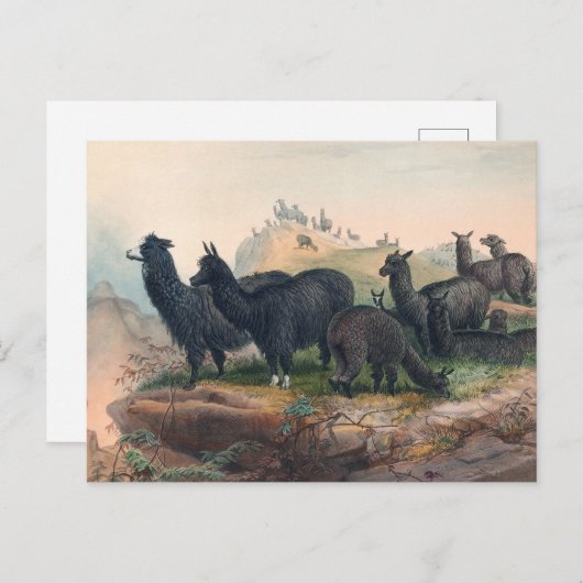 Carte Postale L'Alpaca par Joseph Wolf (Devant / Derrière)