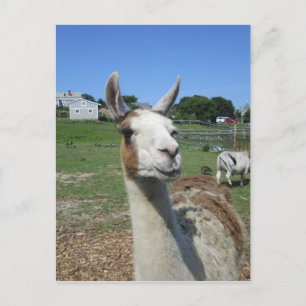 Carte Postale Lama