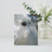 Carte Postale Lama (Debout devant)