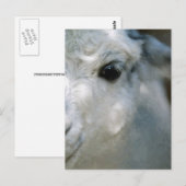 Carte Postale Lama (Devant / Derrière)