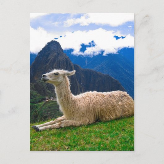 Carte Postale Lama à Machu Picchu (Devant)