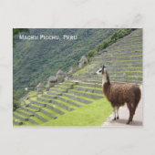 Carte Postale lama du Pérou (Devant)