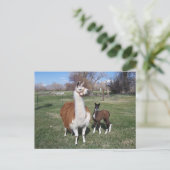 Carte Postale Lama Mama et Llama Baby (Debout devant)