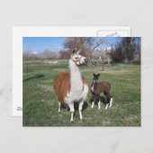Carte Postale Lama Mama et Llama Baby (Devant / Derrière)
