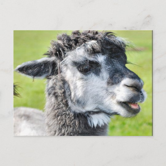 Carte Postale Lama Mignon De Bebe Zazzle Be