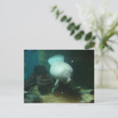 Carte Postale Lamantin Antillean (Debout devant)