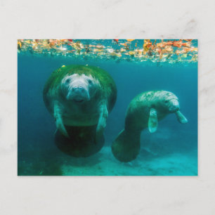 Carte Postale Lamantin mère avec son veau à Crystal River
