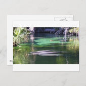 Carte Postale Lamantins (Devant / Derrière)