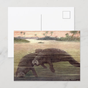 Carte Postale Lamantins ou vaches marines, mammifères marins