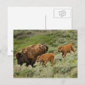 Carte Postale Lamar Valley Mini Stampede (Devant / Derrière)
