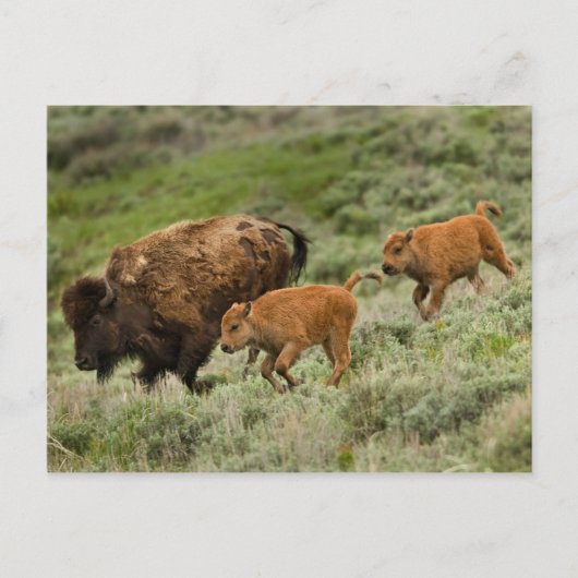 Carte Postale Lamar Valley Mini Stampede (Devant)