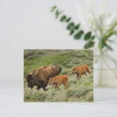 Carte Postale Lamar Valley Mini Stampede (Debout devant)