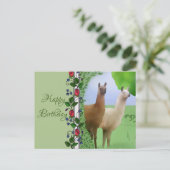 Carte Postale Lamas (Debout devant)