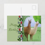 Carte Postale Lamas (Devant / Derrière)