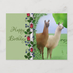 Carte Postale Lamas