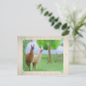 Carte Postale Lamas (Debout devant)