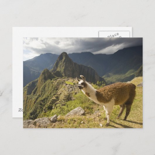 Carte Postale Lamas et un regard sur Machu Picchu, (Devant / Derrière)