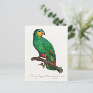 Carte Postale L'Amazone à ailes orange
