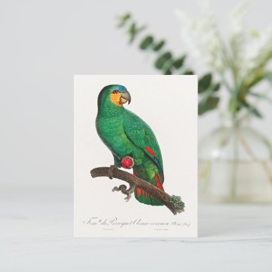 Carte Postale L'Amazone à ailes orange (Debout devant)
