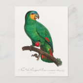 Carte Postale L'Amazone à ailes orange (Devant)