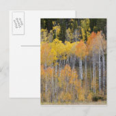 Carte Postale Lambert Hollow, peupliers (Devant / Derrière)