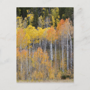 Carte Postale Lambert Hollow, peupliers