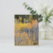 Carte Postale Lambert Hollow, peupliers (Debout devant)