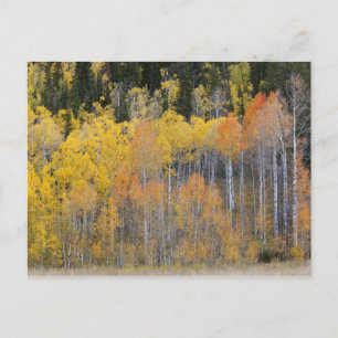 Carte Postale Lambert Hollow, peupliers