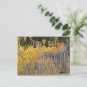 Carte Postale Lambert Hollow, peupliers (Debout devant)