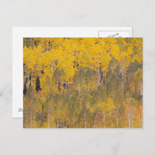 Carte Postale Lambert Hollow, peupliers (Devant / Derrière)