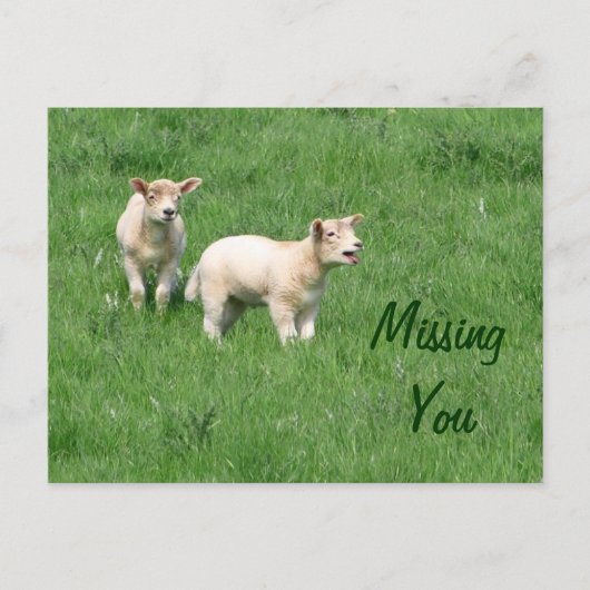 Carte postale Lambes-Baby-Missing You (Devant)