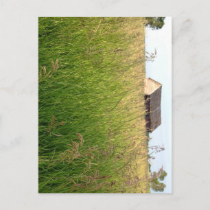 Carte Postale L'Ambre de Hay de Kathleen Taylor