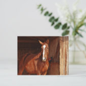Carte Postale Lame blanche Brown du cheval dans la grange (Debout devant)