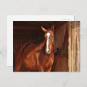 Carte Postale Lame blanche Brown du cheval dans la grange (Devant / Derrière)