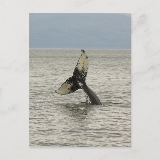 Carte Postale L'Amérique du Nord, Etats-Unis, AK, passage (Devant)