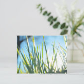 Carte Postale Lames éclairées (Debout devant)