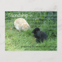 L'amitié, c'est... surmonter les barrières entre