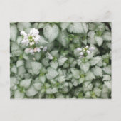 Carte postale Lamium maculatum (White Nancy) (Devant)