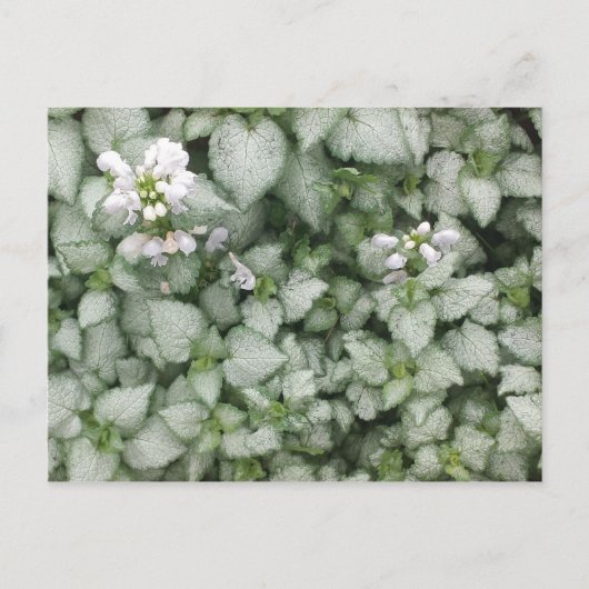 Carte postale Lamium maculatum (White Nancy) (Devant)