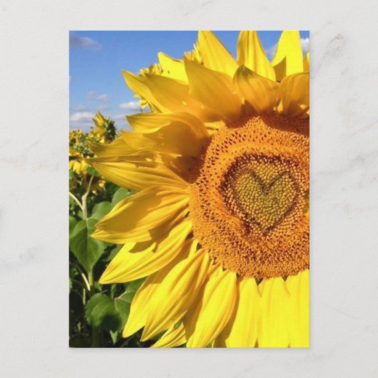 Carte Postale L'amour dans les tournesols (Devant)