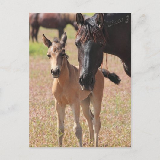 Carte Postale L'amour de la mère (Devant)